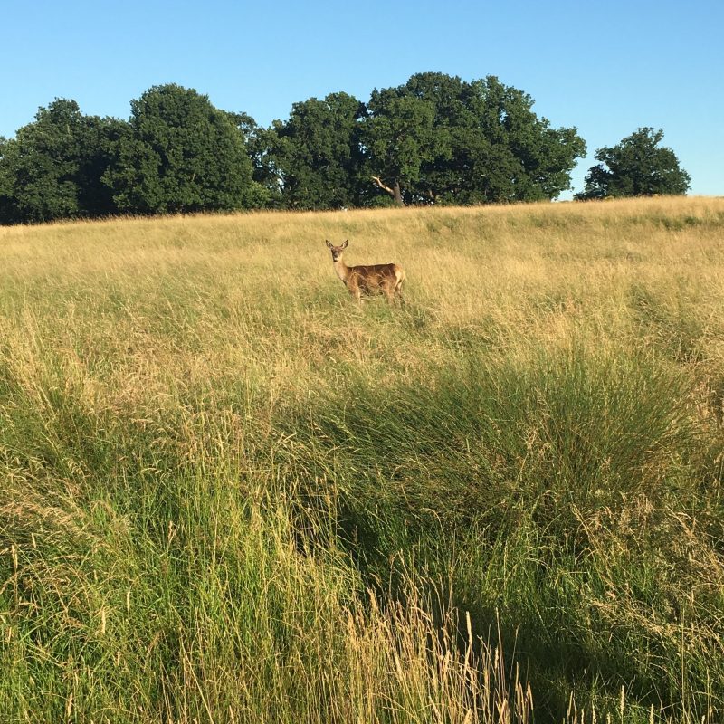 Deer in Richmond Park, London