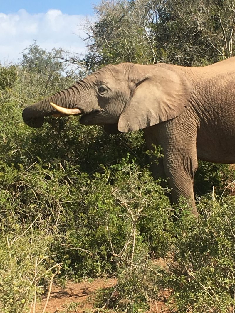 Addo Elephant National Park, Eastern Cape