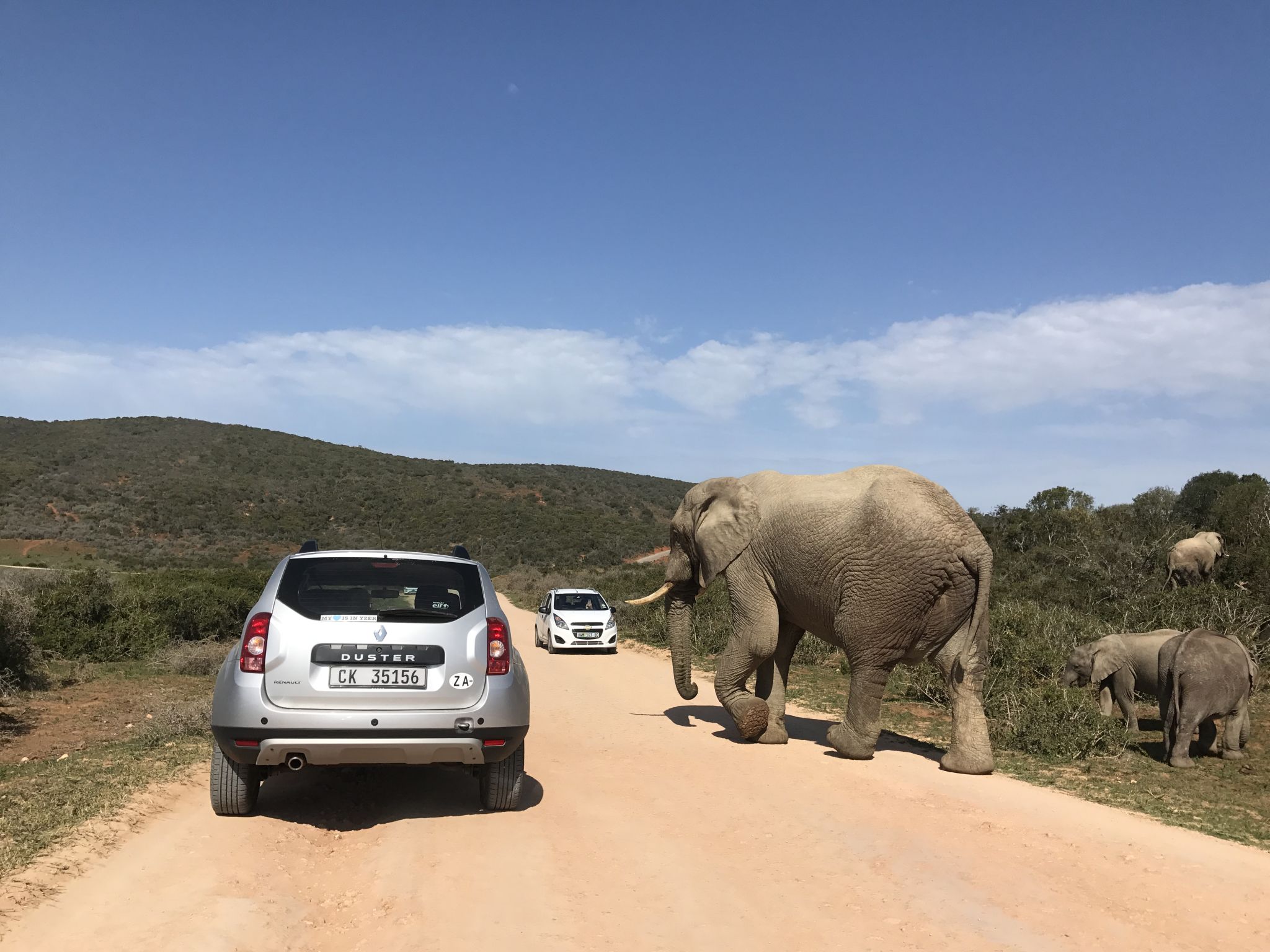 A casual elephant crossing in Addo!