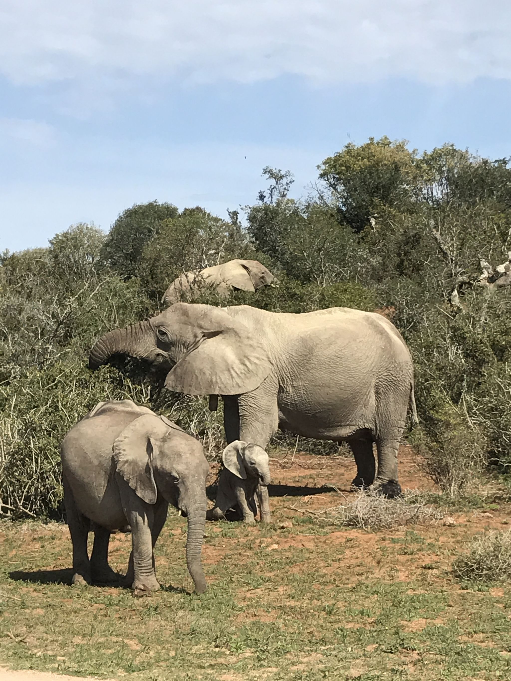 Just some of the 600 elephants in Addo!