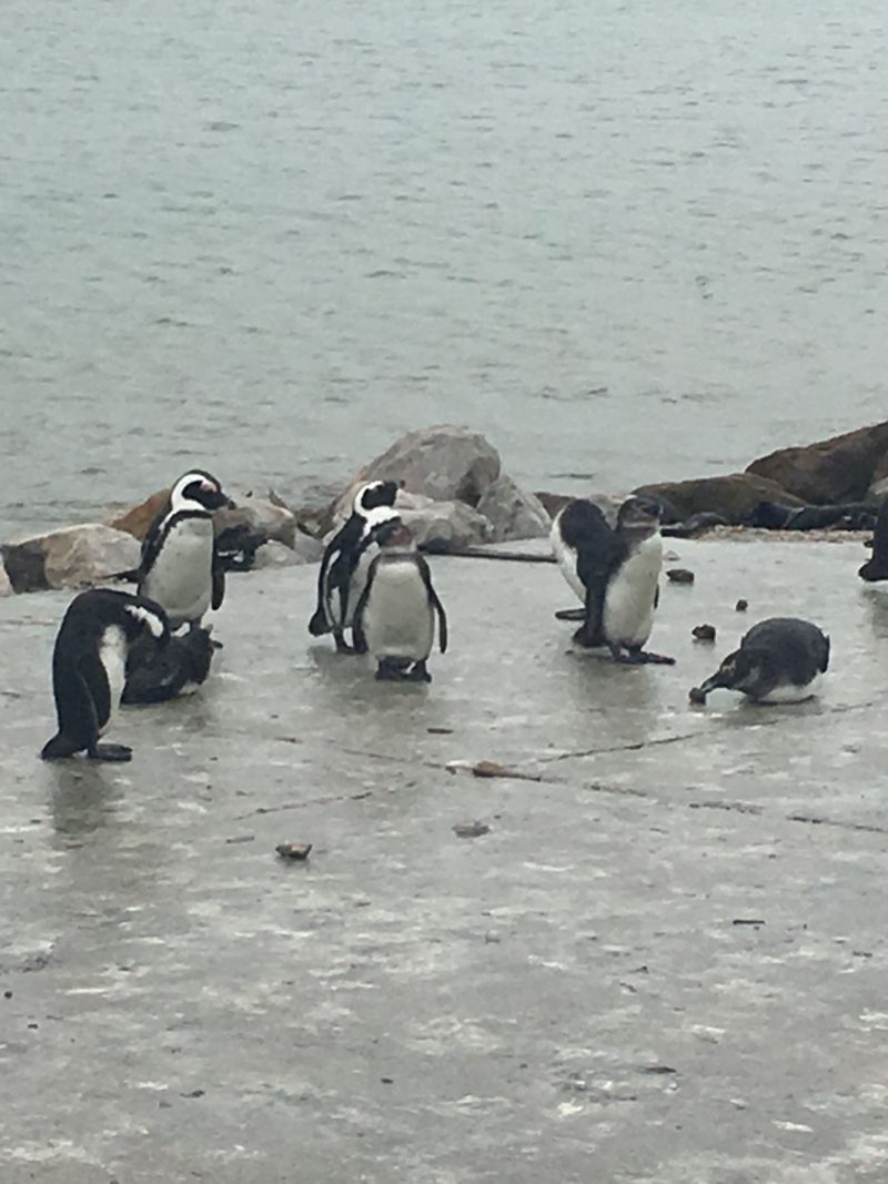 Penguins, Betty's Bay, South Africa