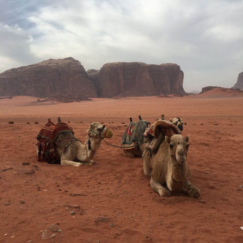 Camels, Wadi Rum, Jordan