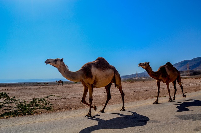 Camels in Salalah Oman