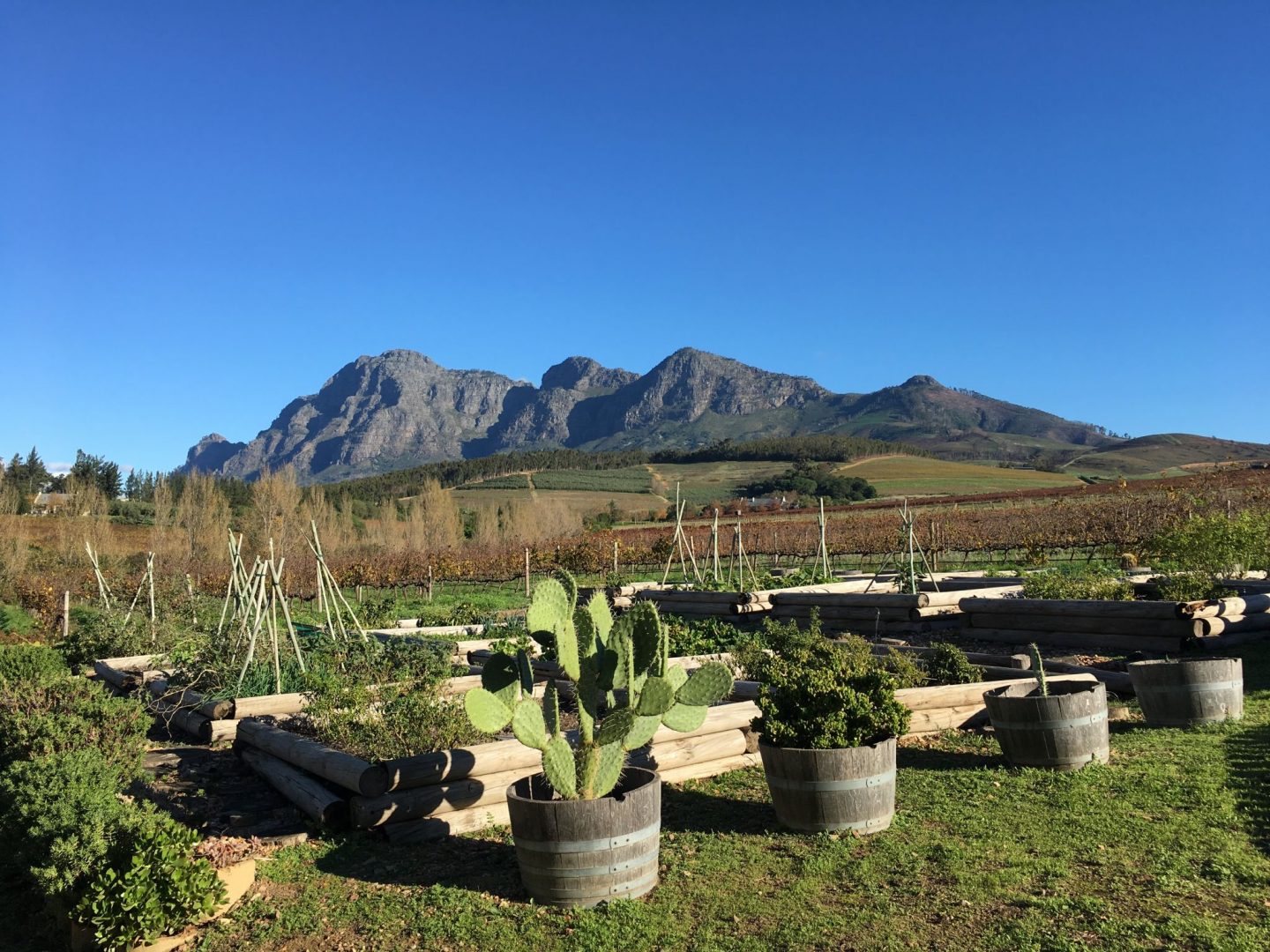 Cape Winelands, South Africa – area guide & must visit wine farms