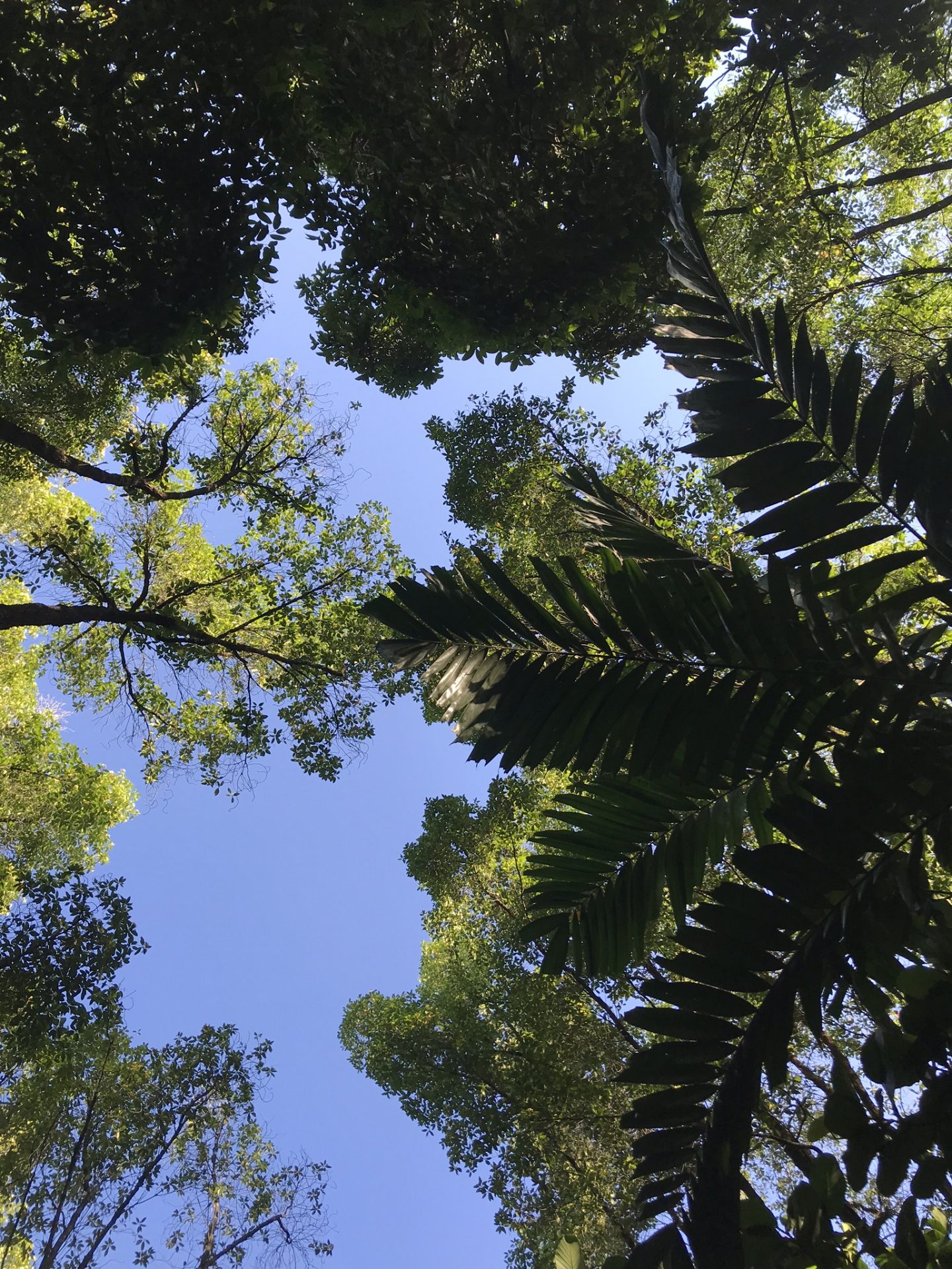 Trees-Kent-Ridge-Park