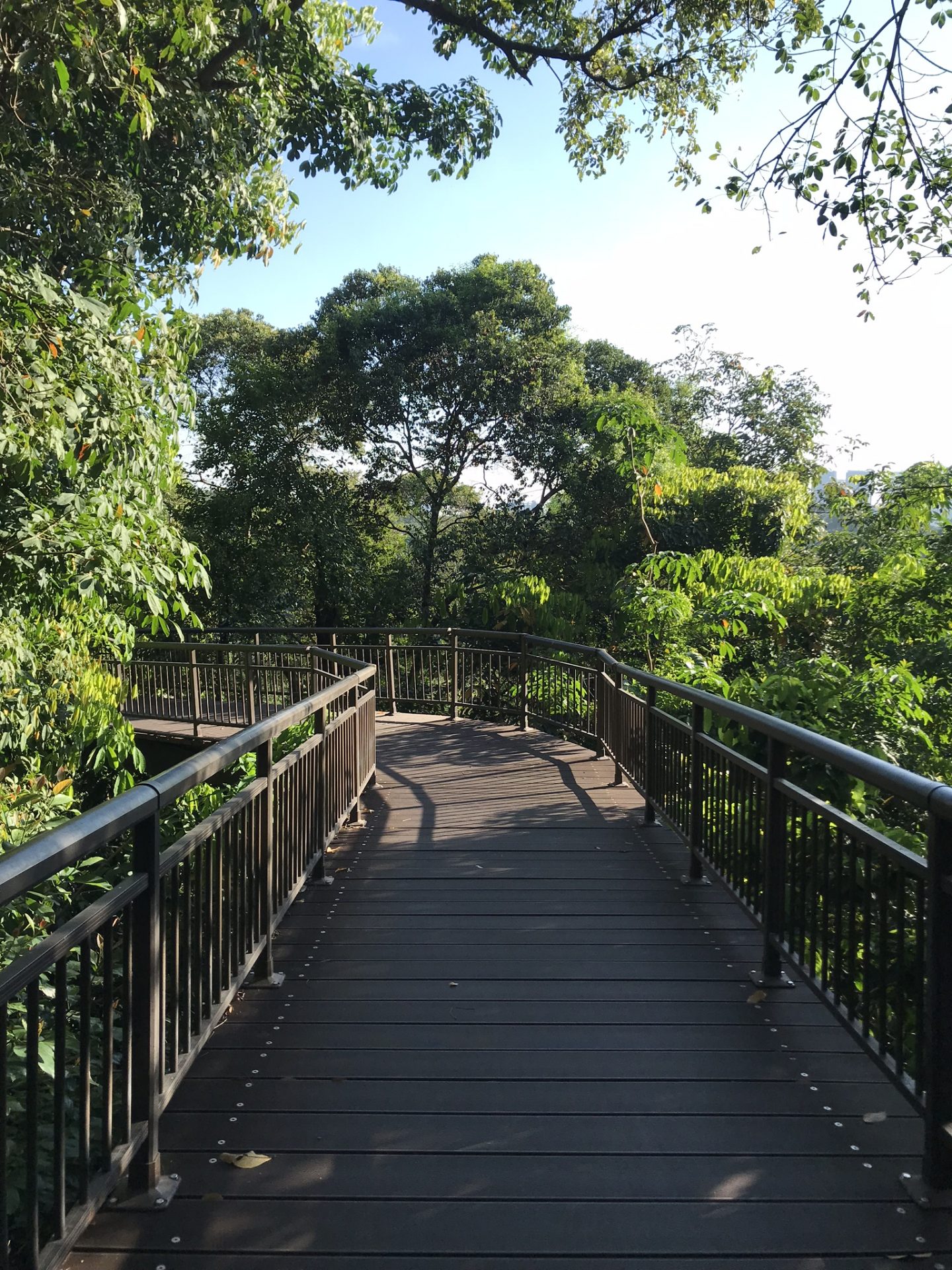 Canopy-Walk-Kent-Ridge-Park