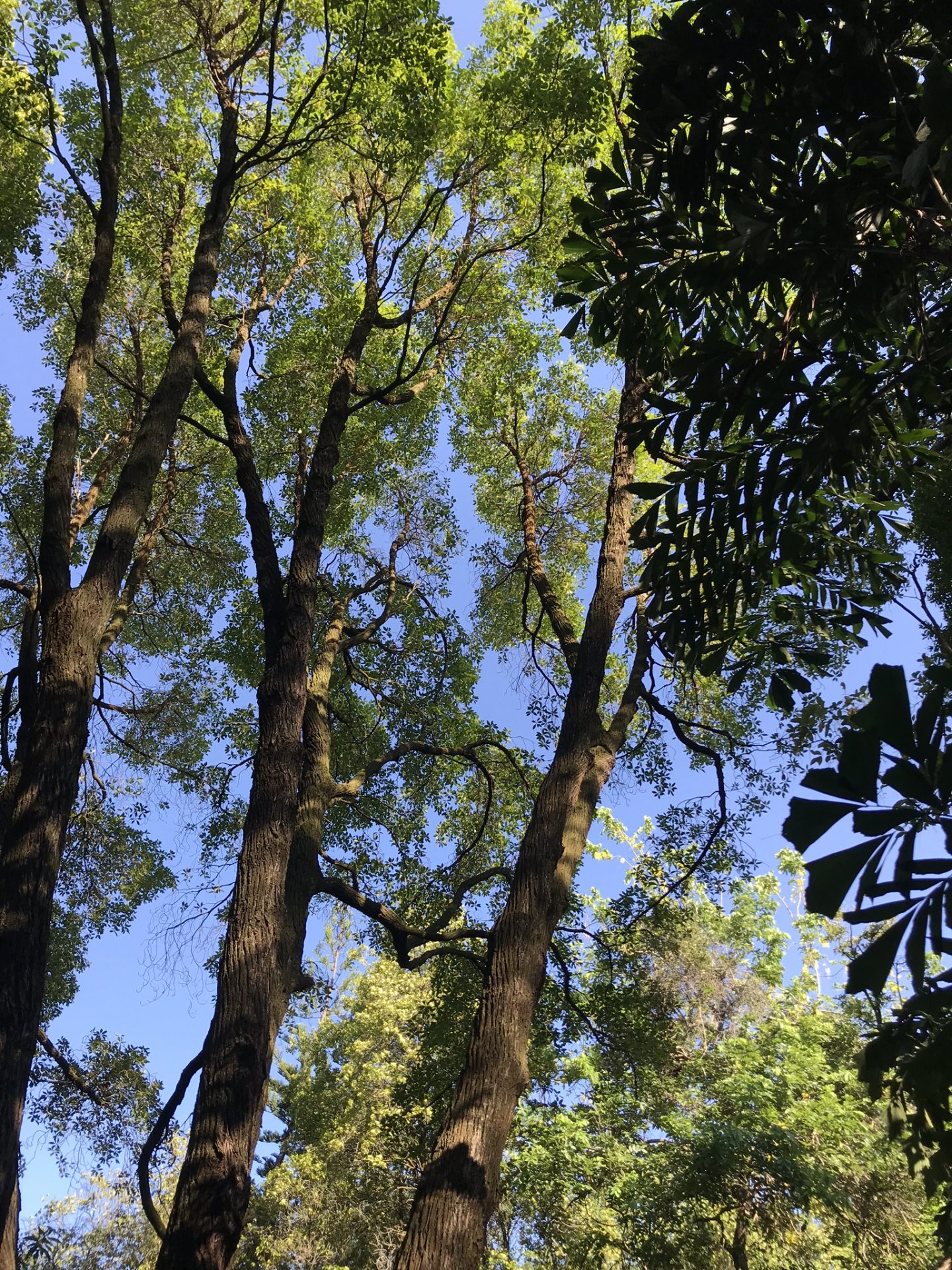 Trees-Kent-Ridge