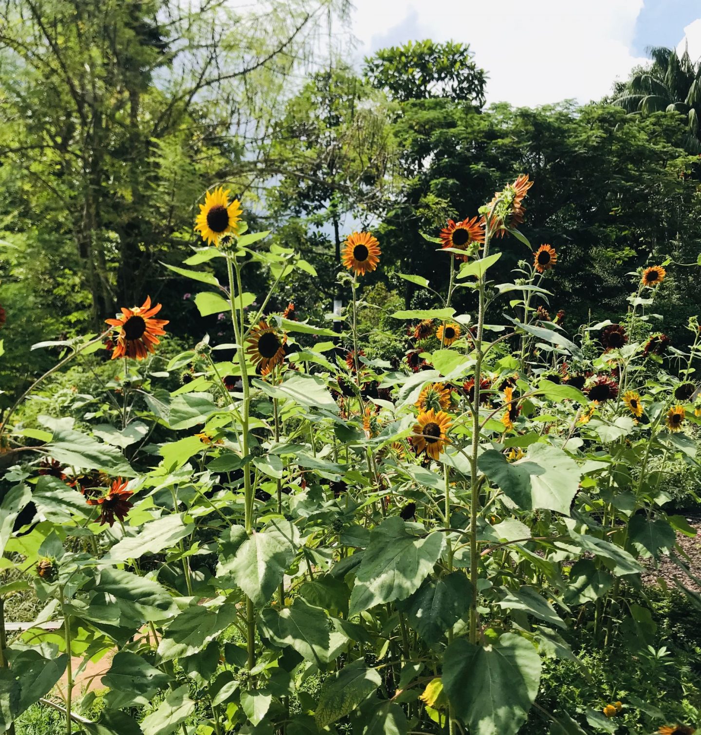 Butterfly-garden-Hort-Park