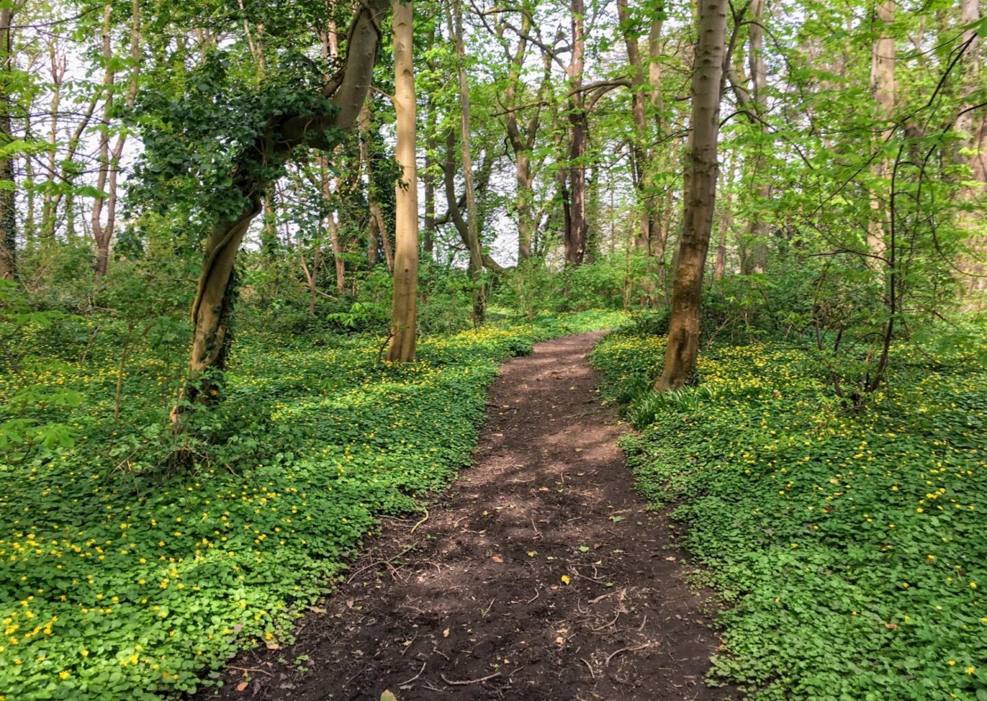 Rossett Darland Woods