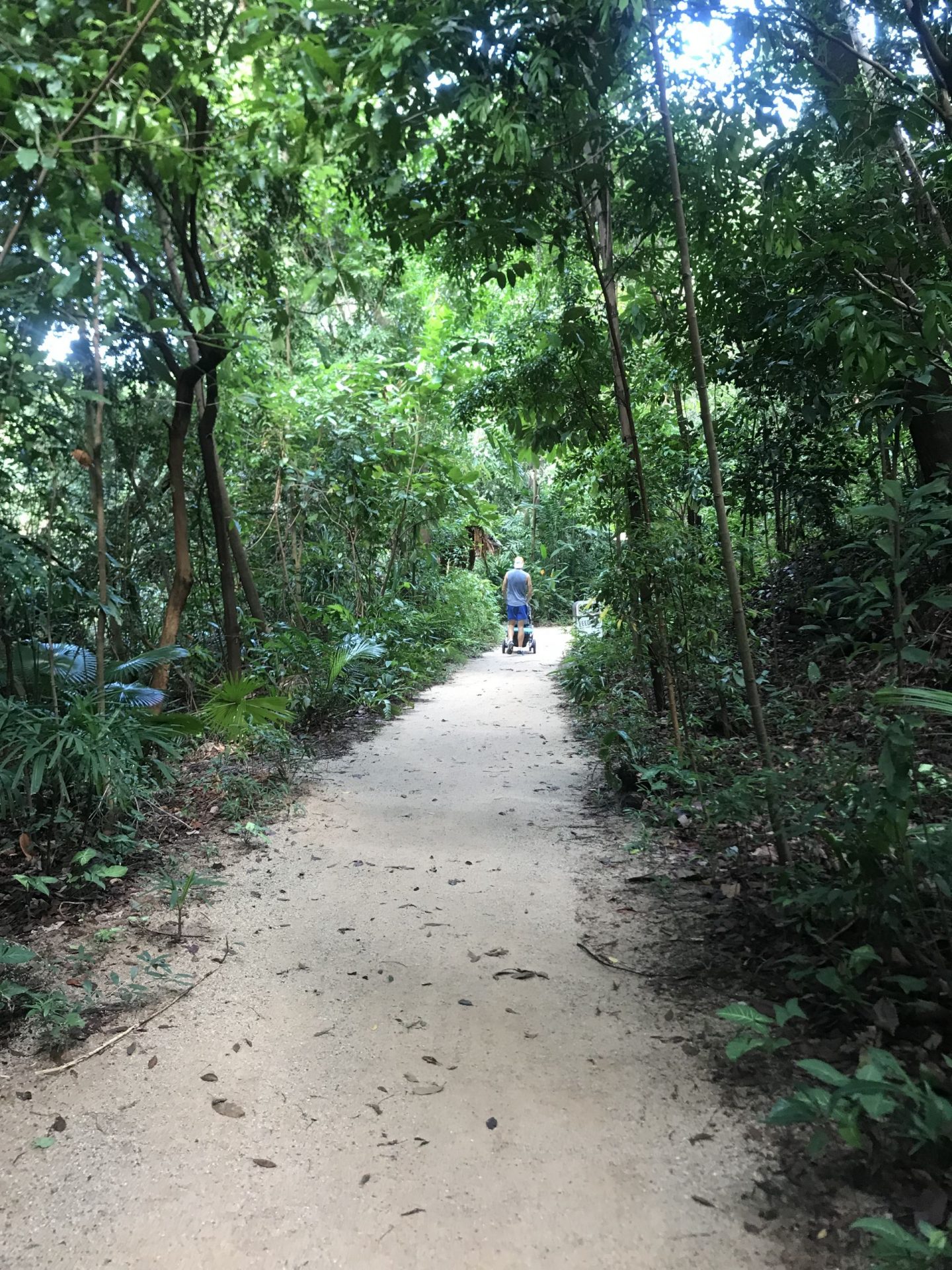 Forest-Walk-Imbiah-trail